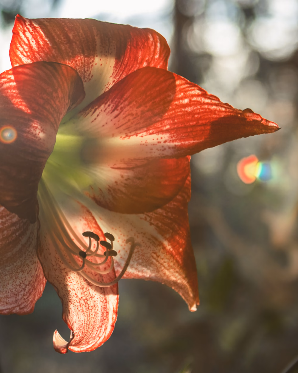 Featured image for Amaryllis for Christmas: When to Plant for a December Bloom