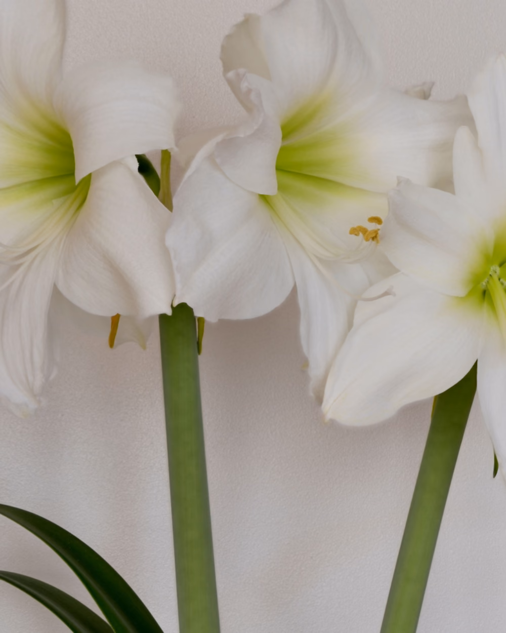 Featured image for Amaryllis Gift Kits: Which Bulb Kit to Give This Year