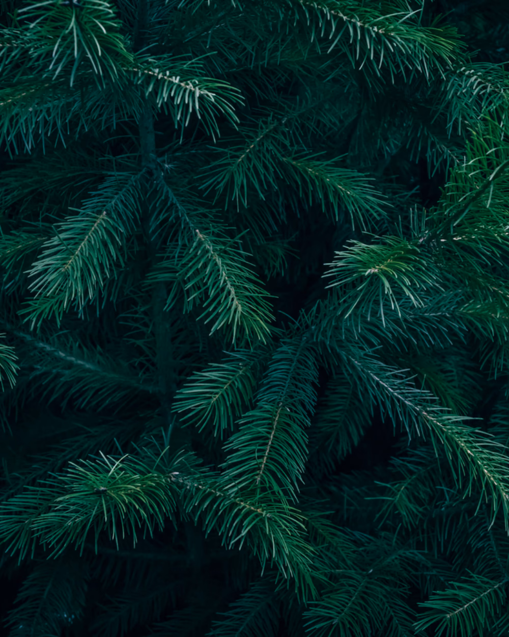 Featured image for Christmas Tree Stands Compared: Water Capacity and Fit